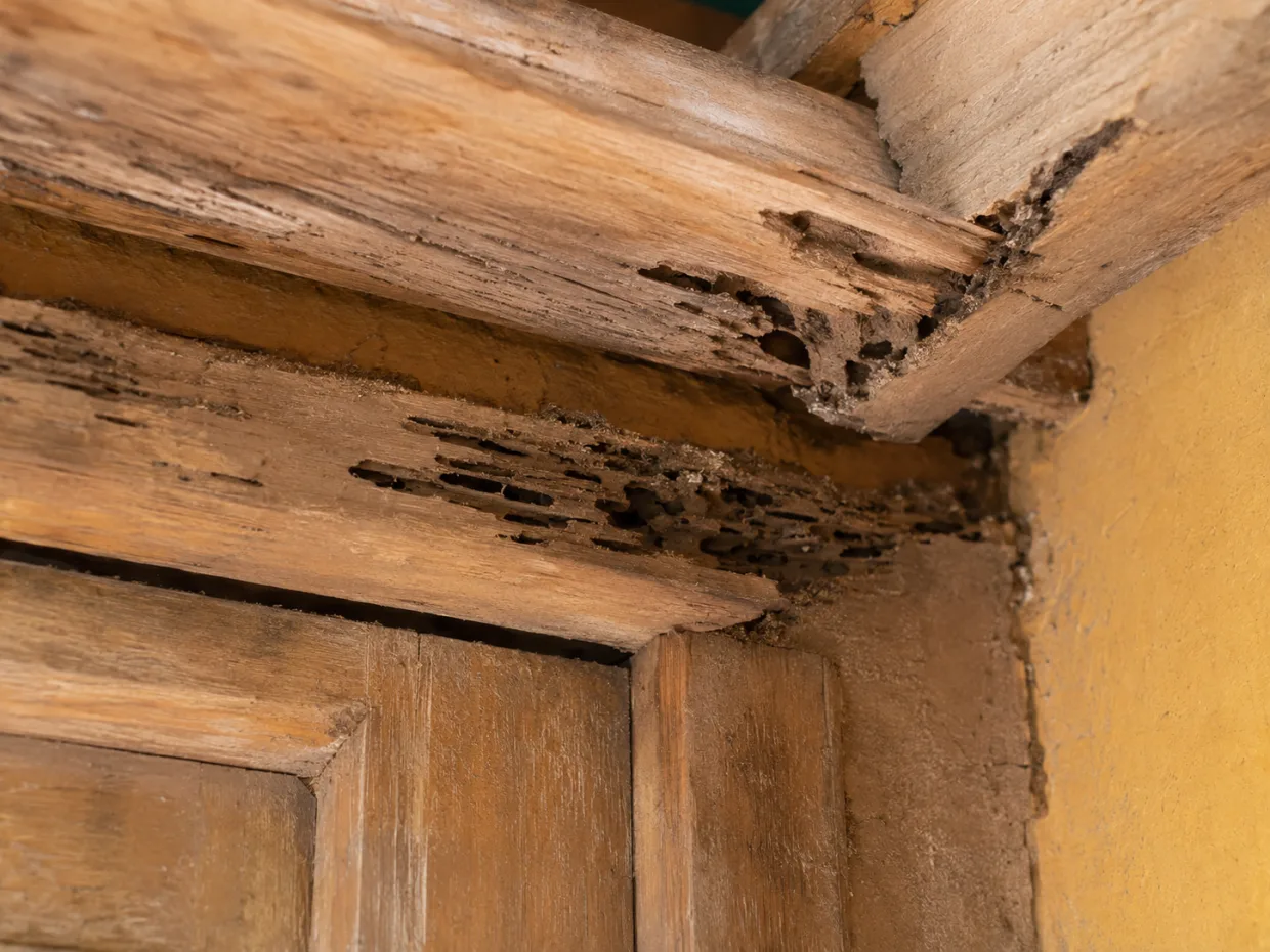 charpente en bois menacée par les termites à Dakar