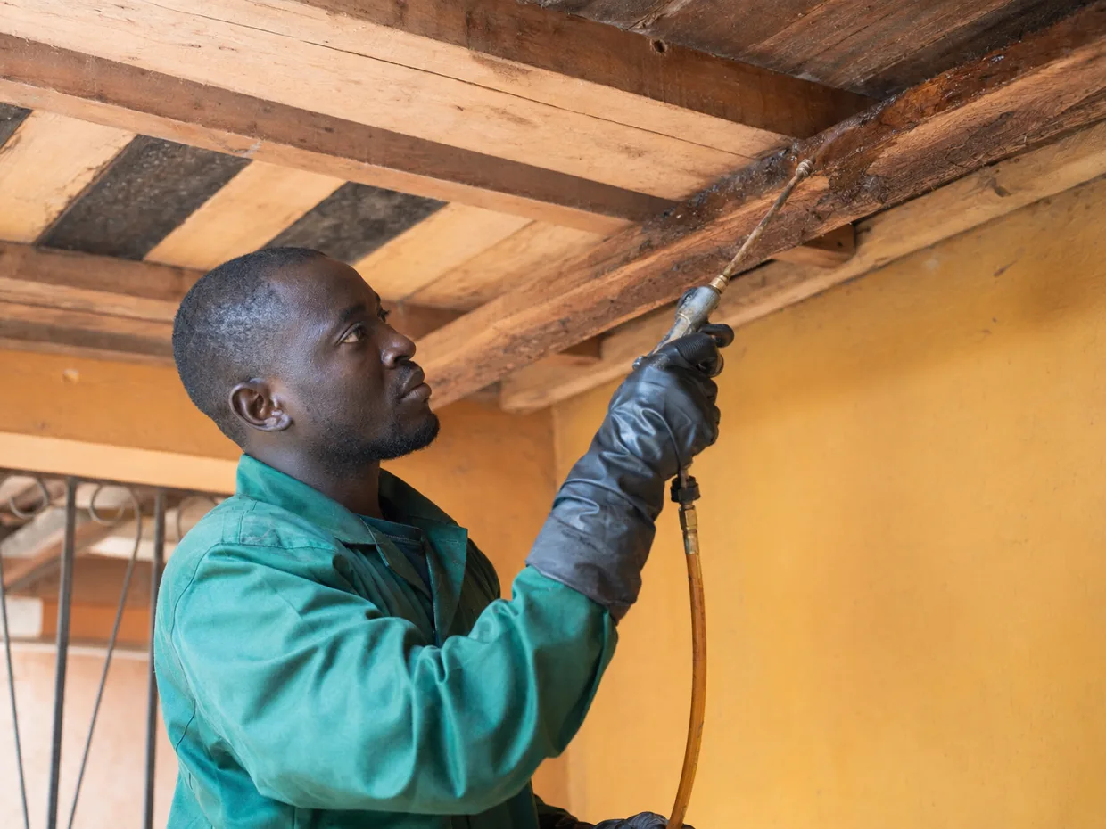 traitement termites Dakar par Sawara Entreprise